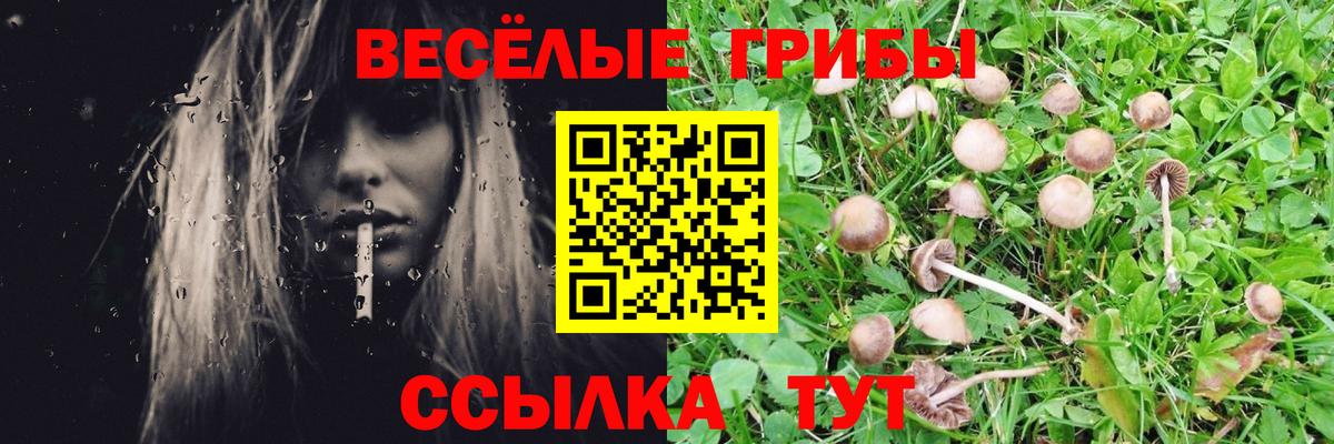 Псилоцибиновые грибы Psilocybe Богородицк